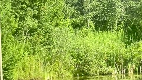 Beauty of nature|fresh water|flying birds