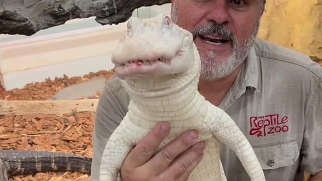 Albino American alligator love their food