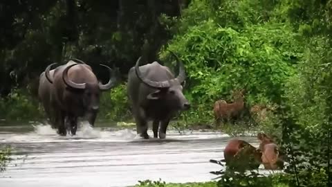 Los 10 Toros Más Grandes Del Mundo