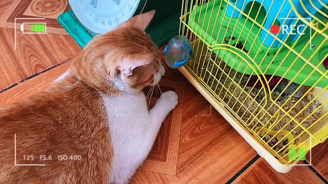 How Orange Cat Reacts When Seeing Hamster in Cage Viral Cat