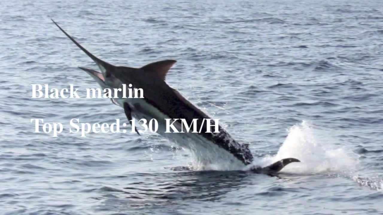 The fastest 10 animals in the world