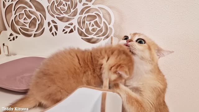 A hungry lion cub cries out for meat.