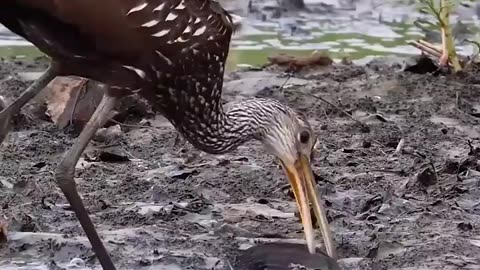 cranes eat river mussels