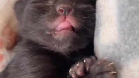 Adorable Little Black Kitten Sleeping