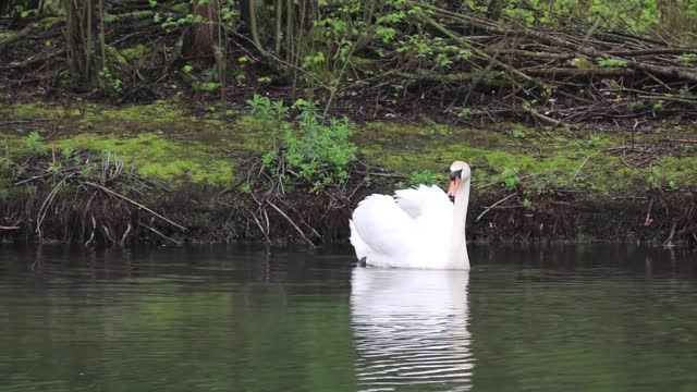 The white goose in Buhairy