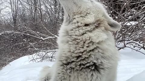Wolf howl