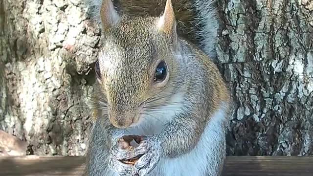 Gray Squirrel Enjoying an Acorn