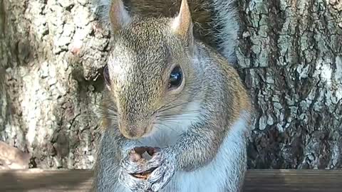 Gray Squirrel Enjoying an Acorn