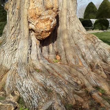 The oldest Osage Orange (Hedge Apple) tree I have ever seen.