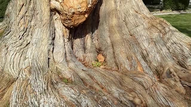 The oldest Osage Orange (Hedge Apple) tree I have ever seen.