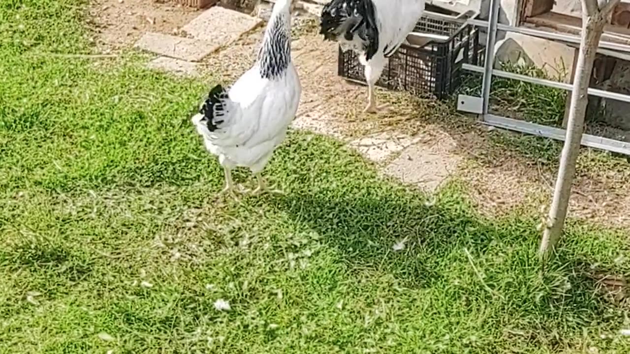 Hens mating video.