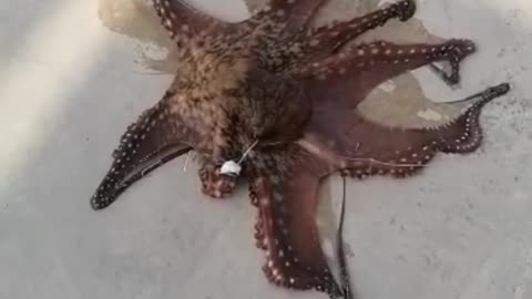 Octopus fishing