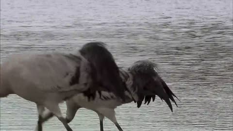 Eagle .Queen of the skies wildlife documentary