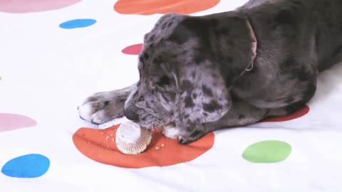 Puppy Eating Cupcake