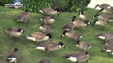 CRAZY CANADA GEESE