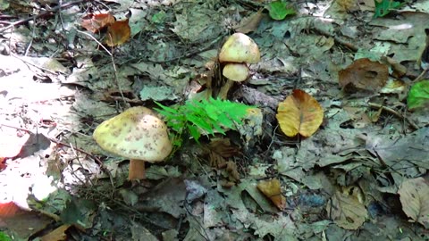 Mushrooms