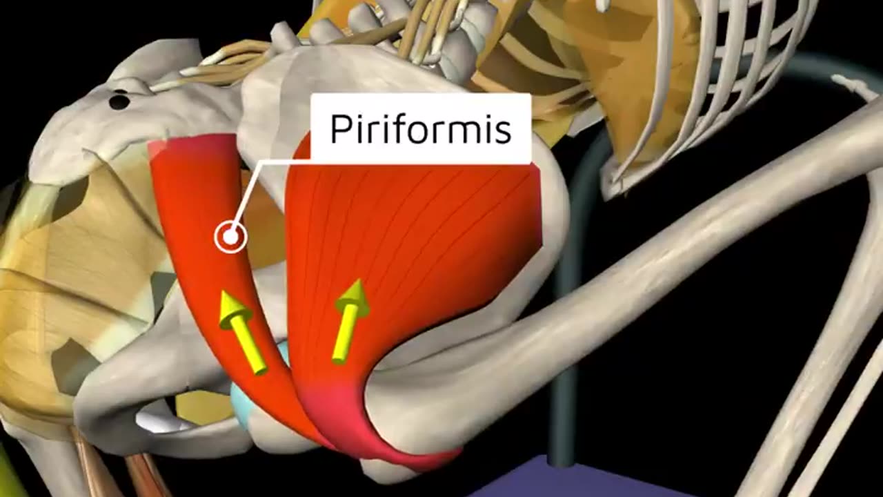 Sport position