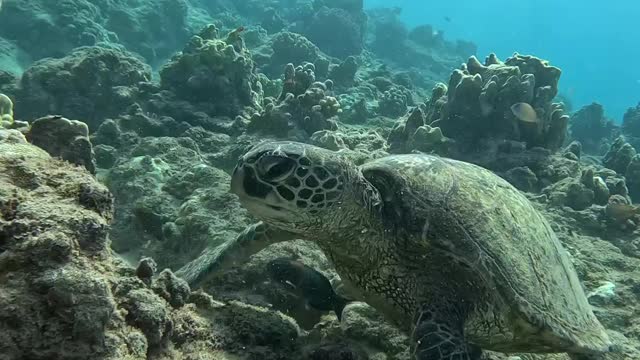 Swimmable turtle voyage