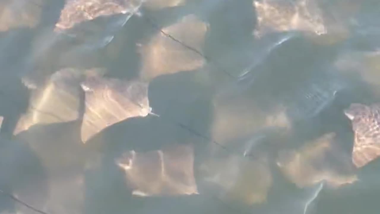 Here's a group of baby stingrays peacefully swimming together as a family.