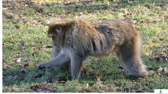 Ultimate Wild animals Collection Of The World 4K with calm music for 15 minutes. @World360