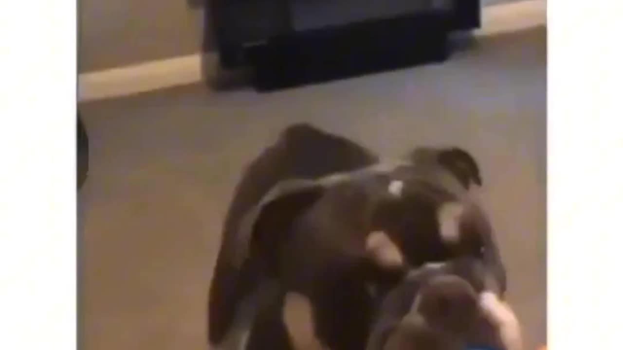Funny dogs