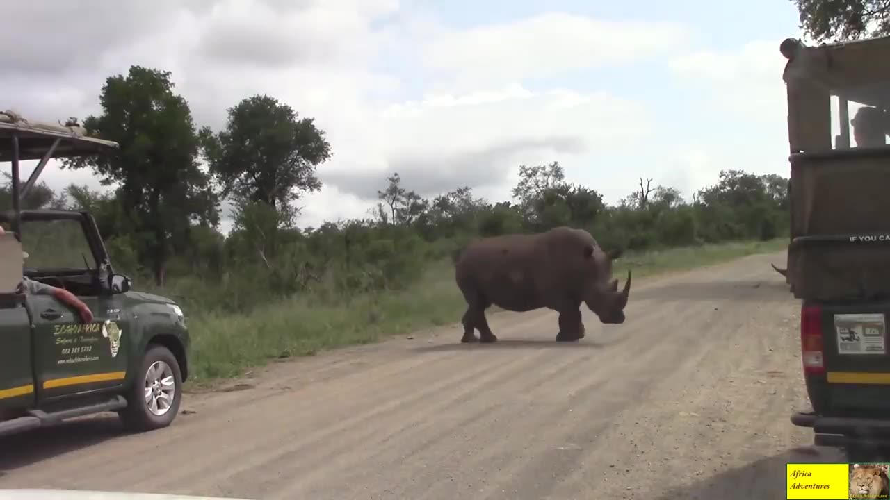 Angry rhino bull suddenly charges towards safari vehicle