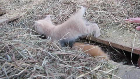 2015 Kittens in the Barn