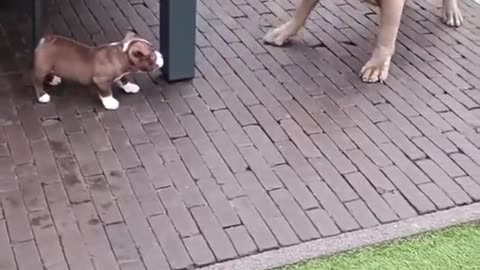 Big dog versus little dog