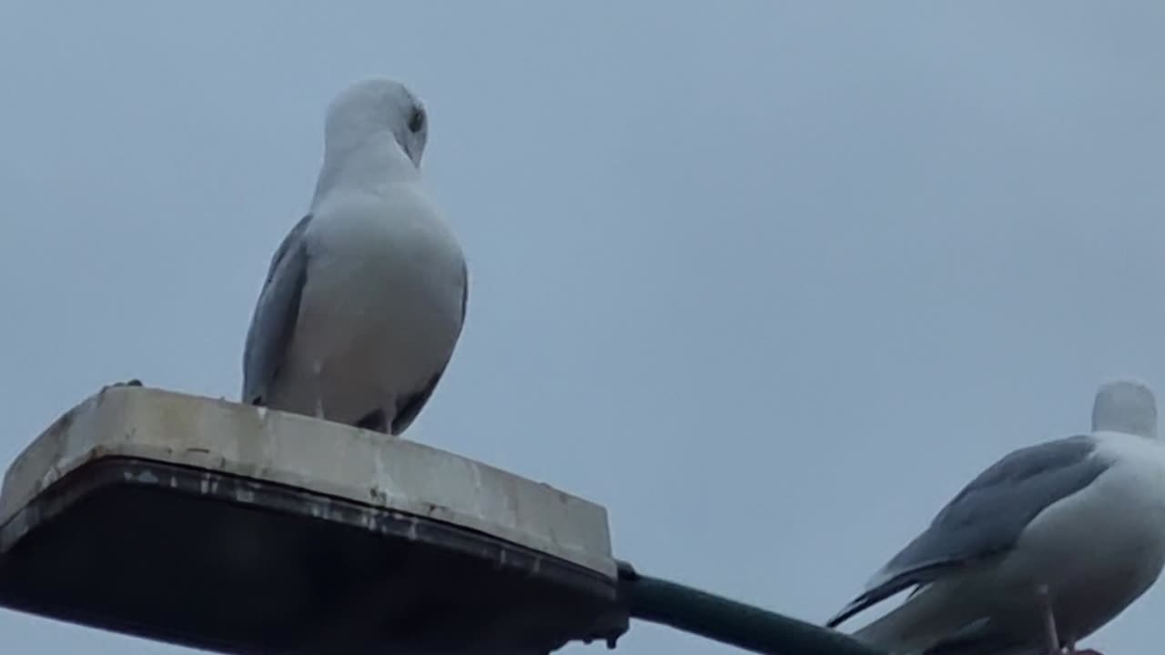 Two Seagulls On A Street Light In Great Britain