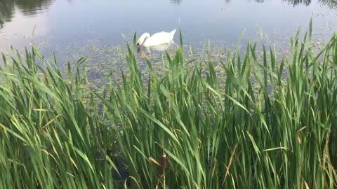 Beautiful birds geese