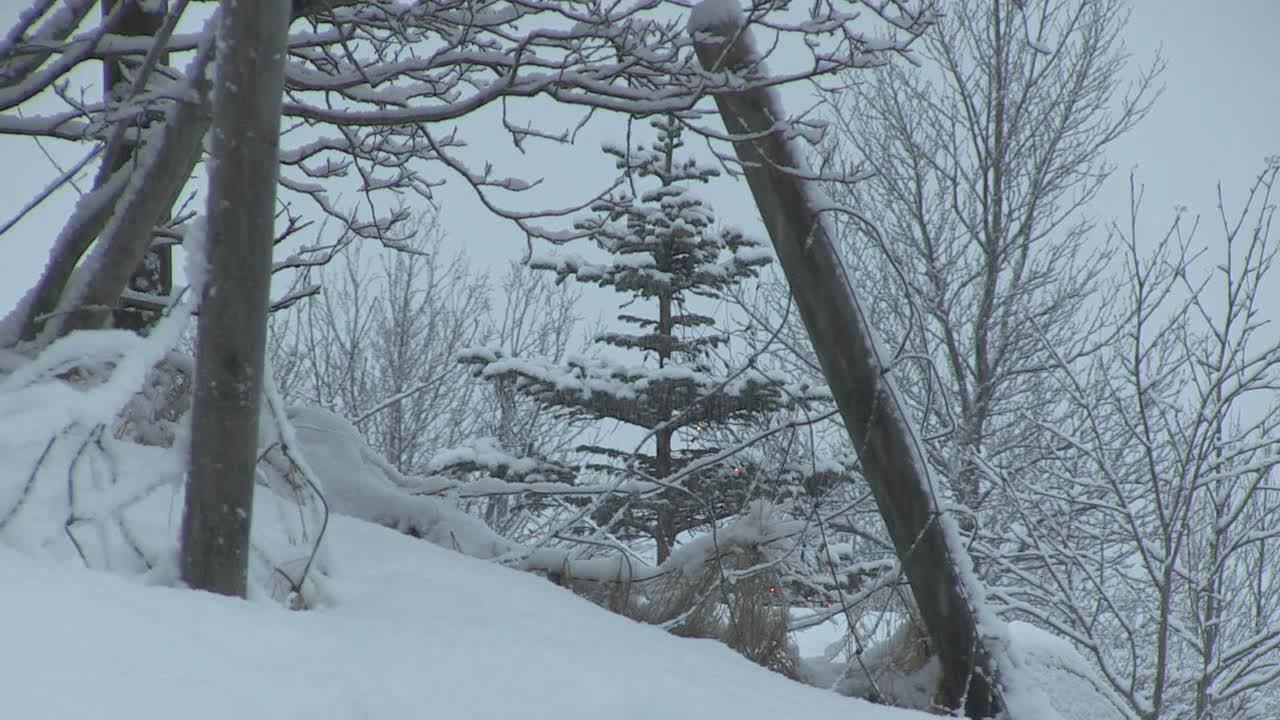 Garden Winter 1