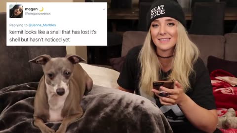 Reading Mean Comments About My Dogs