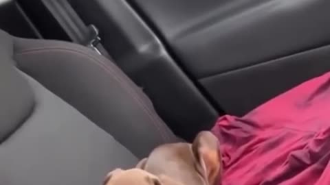Funny dog and cat acting