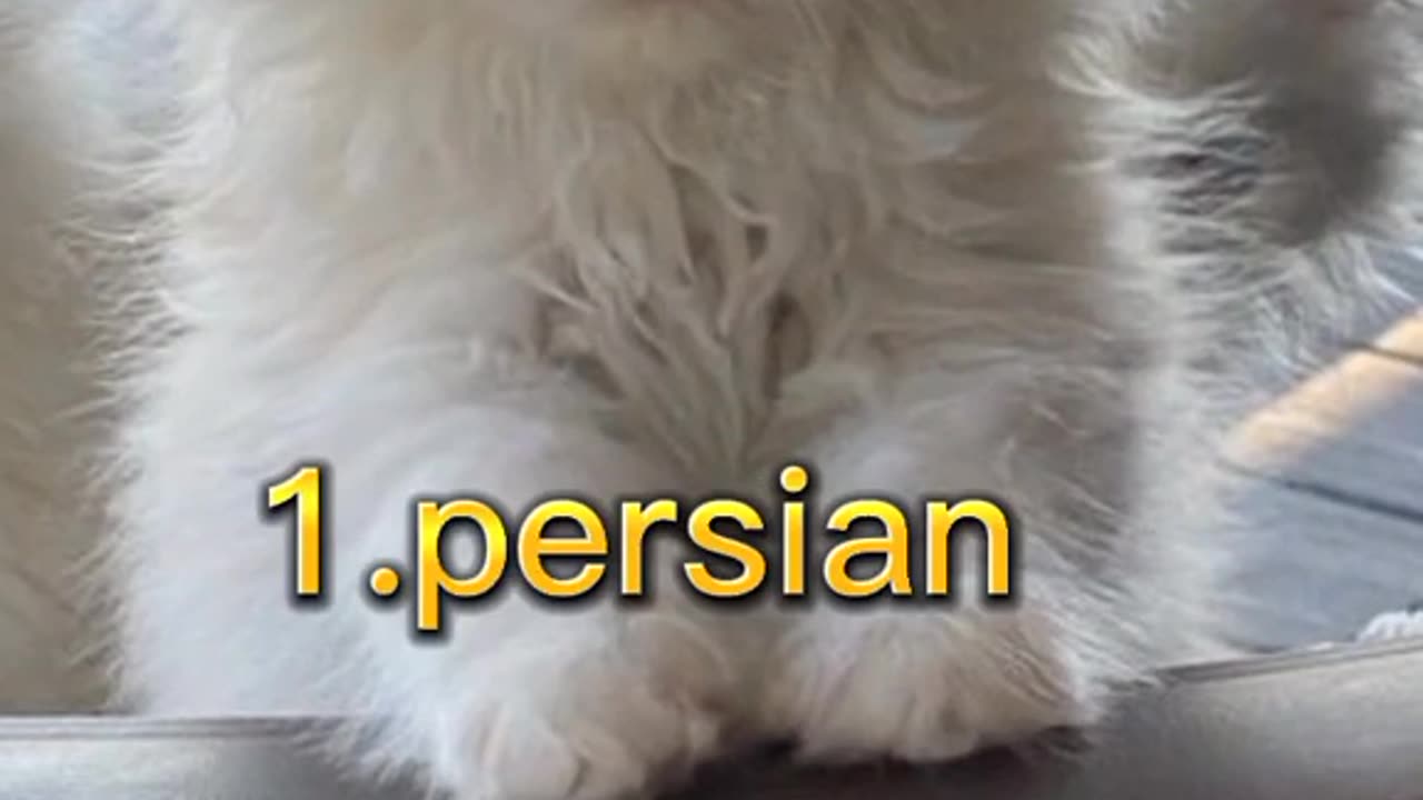 Top 10 ( ten) cutest cats in the word beautiful cat in the world