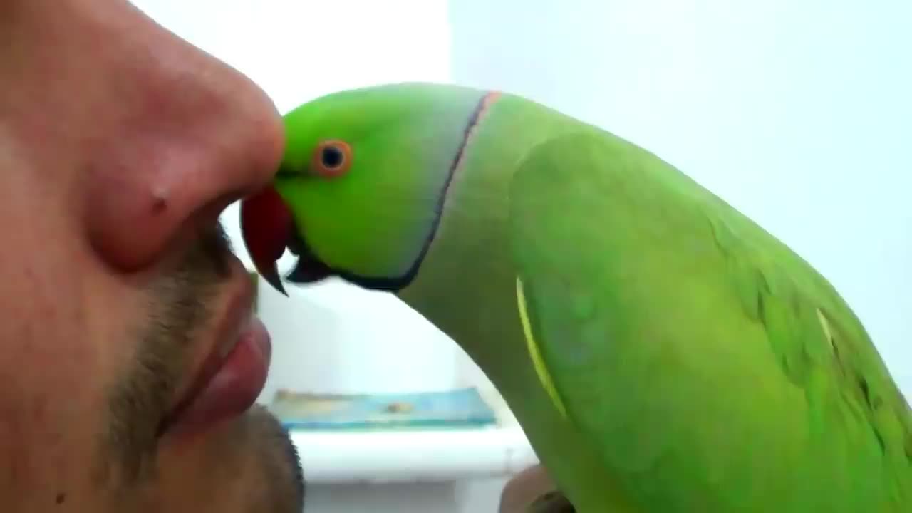 Conversation with my parrot, Worlds best Bird.