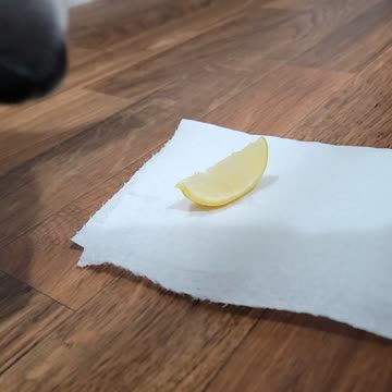 Puppy tasting a lemon