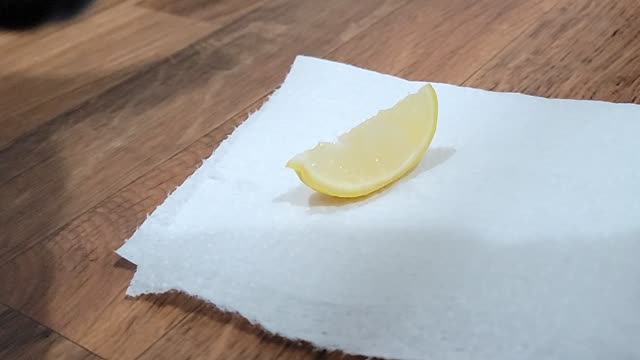 Puppy tasting a lemon