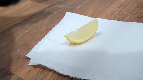 Puppy tasting a lemon