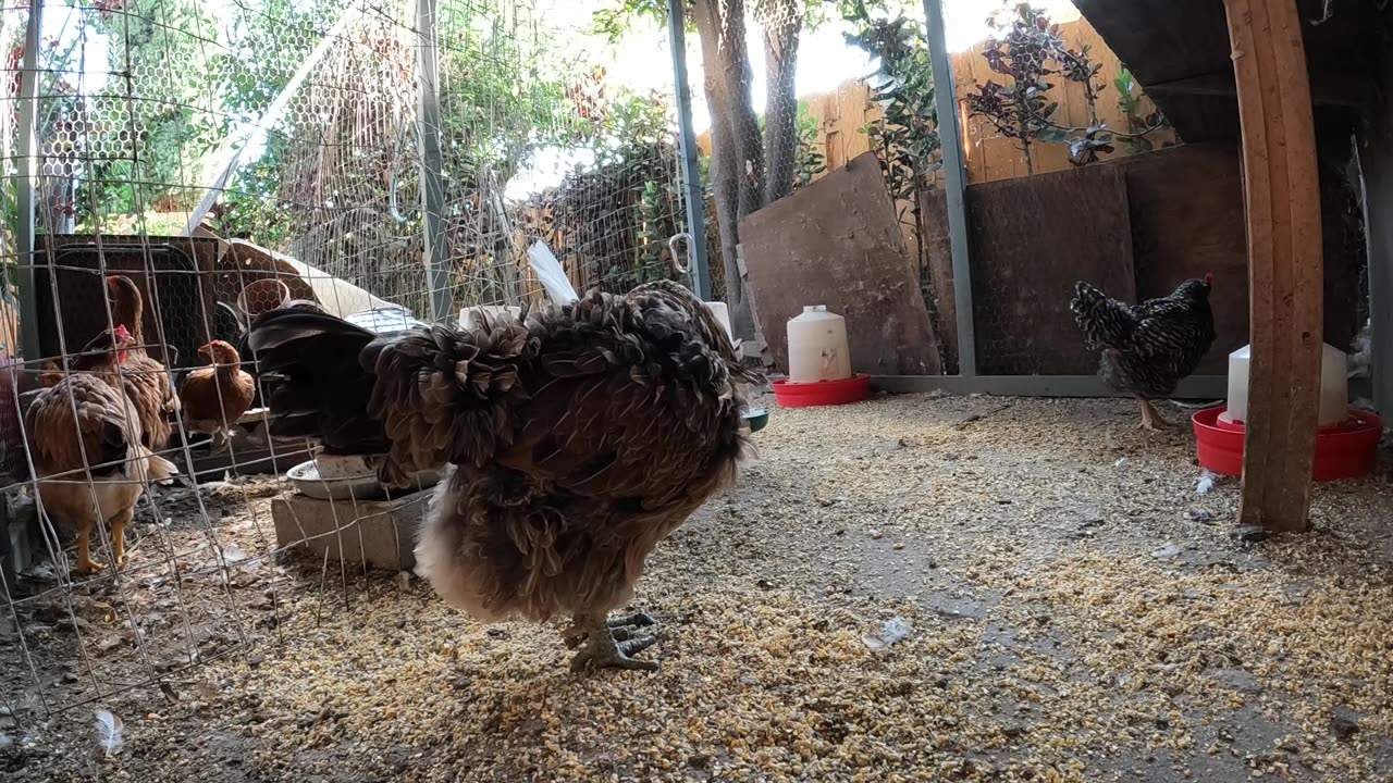 Backyard Chickens Fun Relaxing Video Sounds Noises Hens Clucking Roosters Crowing!