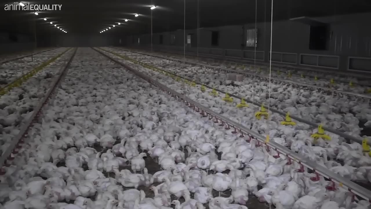 Law & Disorder: The Truth Behind British Chicken