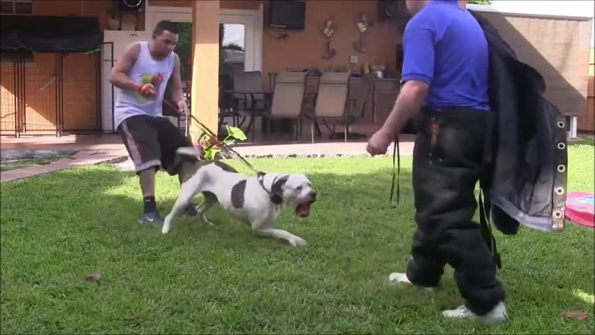 How to train your dog to be aggressive