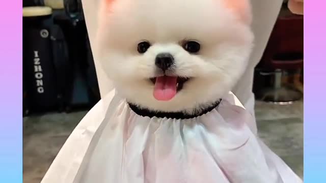 Cute and funny Dog 34