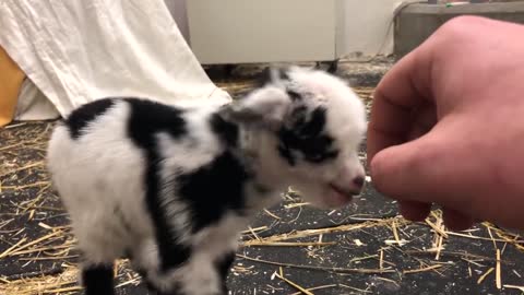 Baby goat making the cutest noise