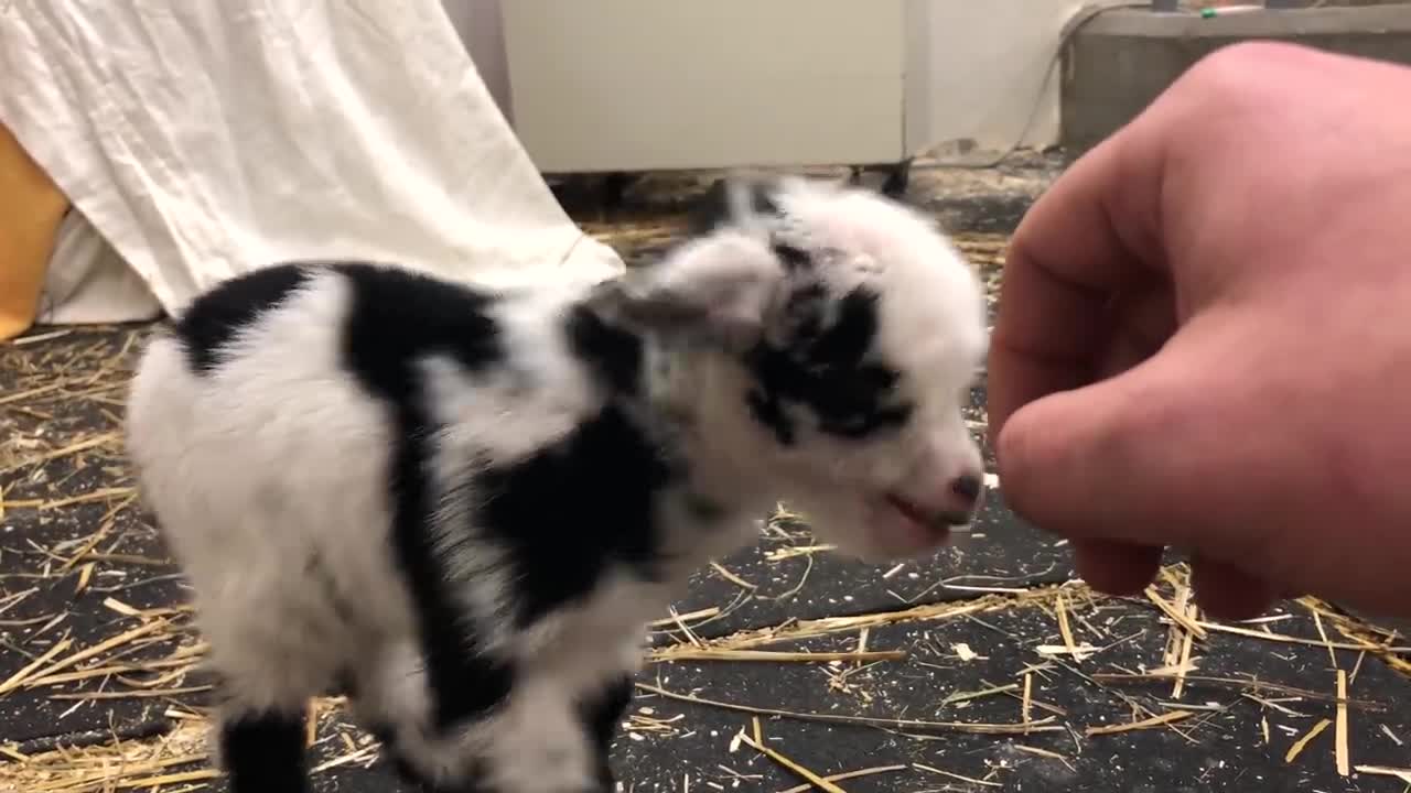 Baby goat making the cutest noise