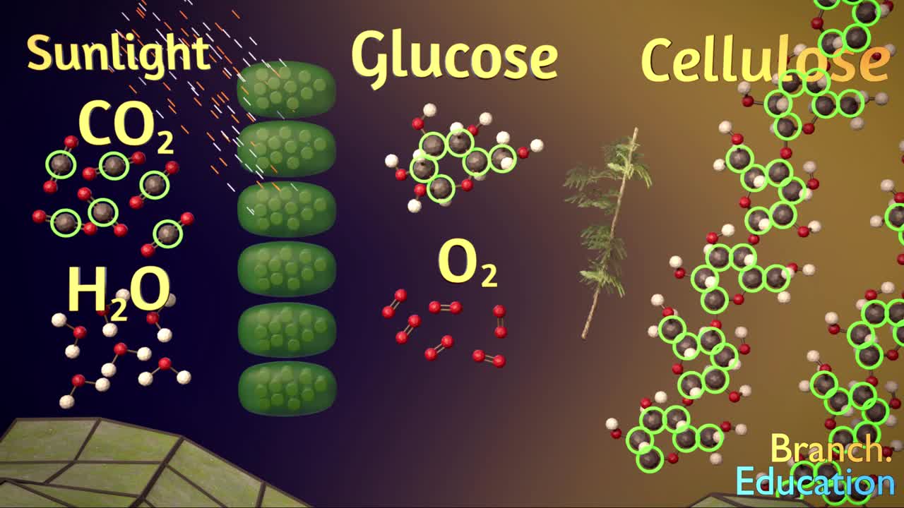 How Do Trees Extract CO2_