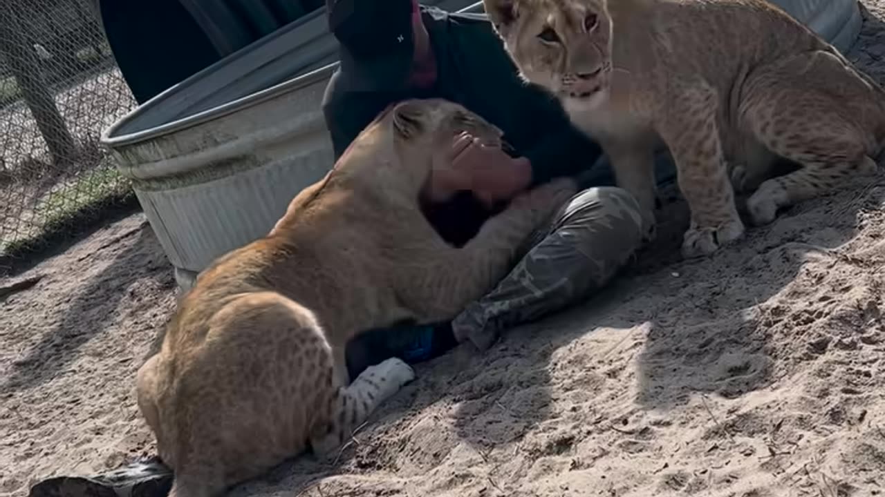 Lion with playing men , lion video,lion funny