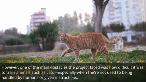 Operation Acoustic Kitty - Animal Surveillance