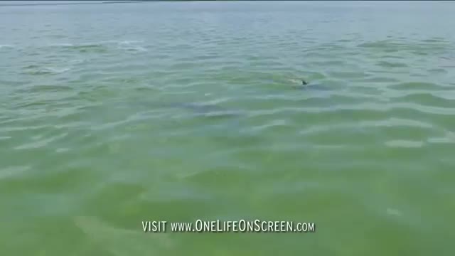 Dolphins trick fish with mud 'nets' - One Life - BBC_Cut