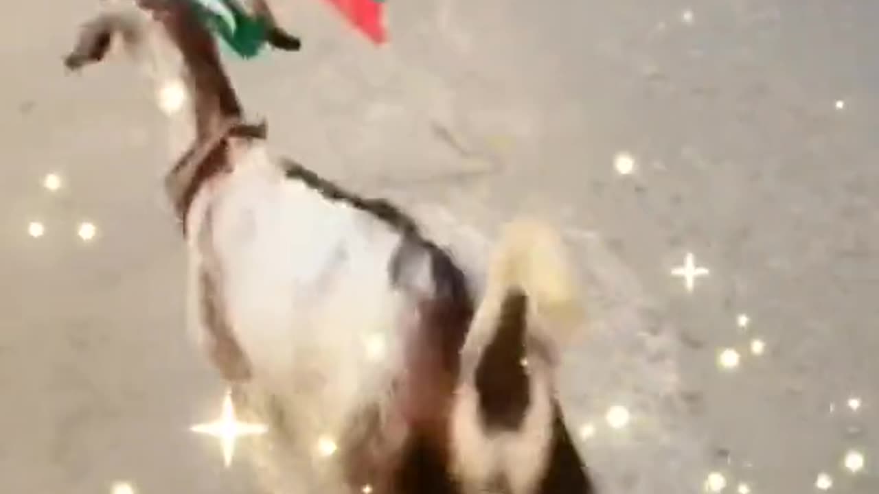Pti