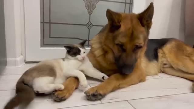 Poor German Shepherd Attacked by Cat